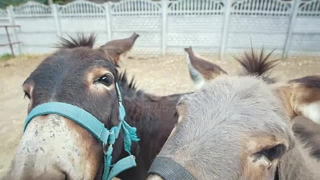 Donkeys drawing smiling faces