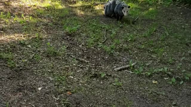 Opossum Mom Carries Babies on Her Back