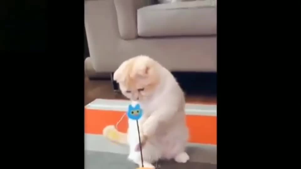 Cute and adorable cat is playing with the spinning pinwheel