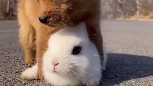 Cute Puppy and Rabbit