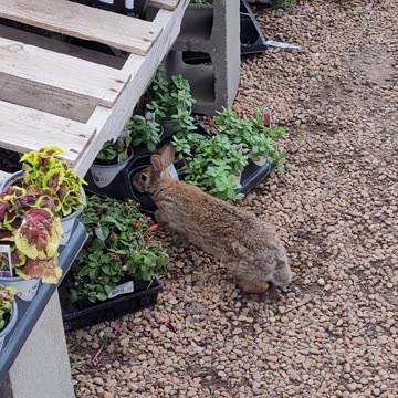 Wild Rabbit in a Commercial Flower Market