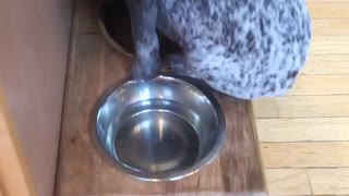 Black white dog jumps unto food bowl and falls into his water bowl