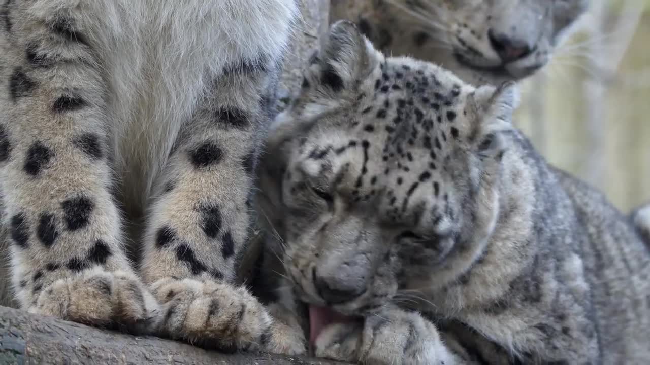 Snow leopard family grooming social behaviour