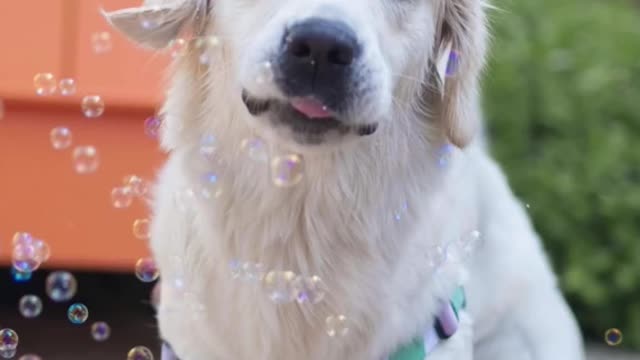 Dog Instagram vs reality