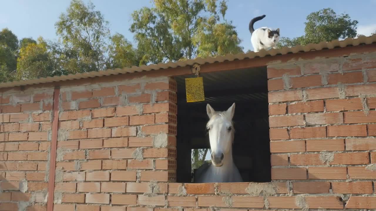 A white horse looks out from the stables