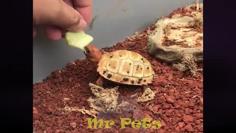 Baby turtle eats