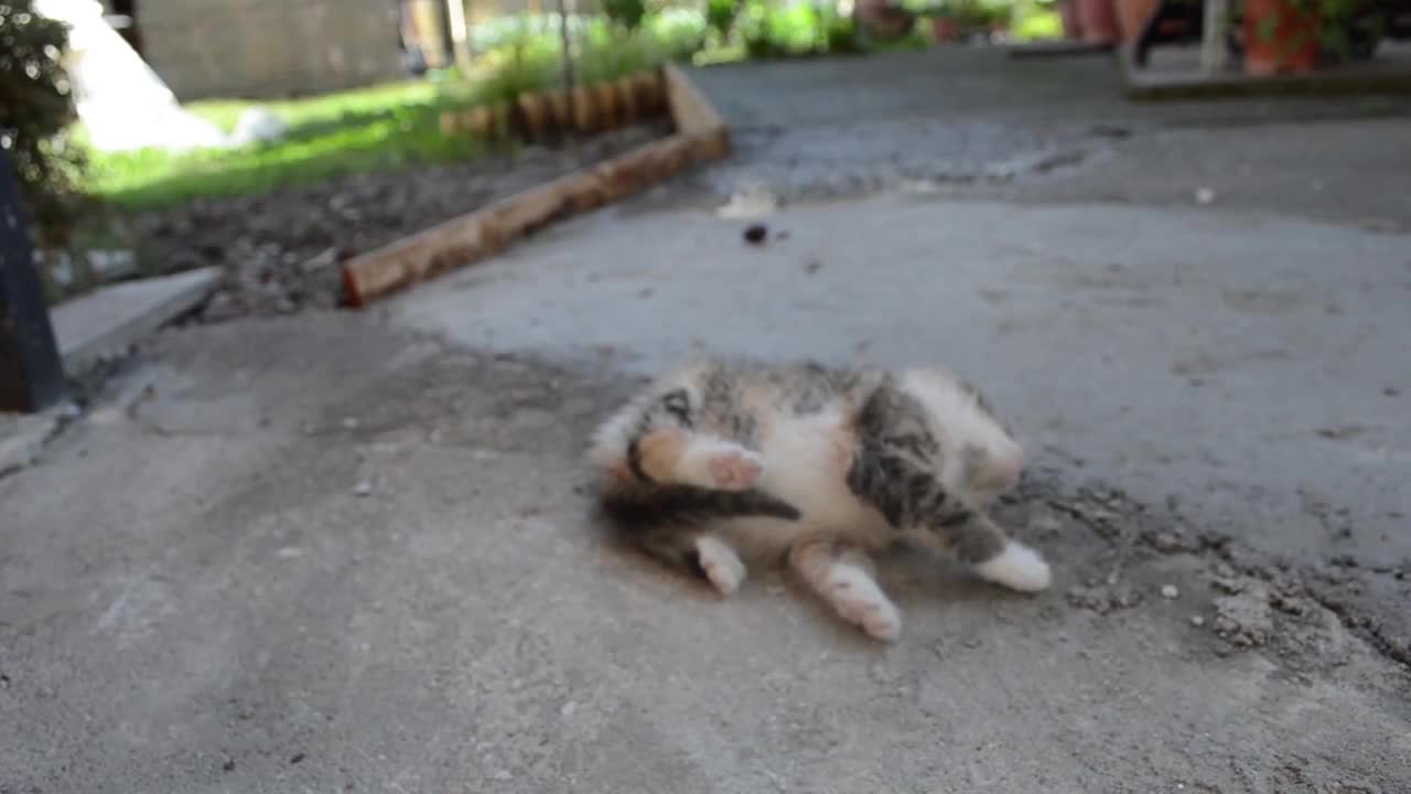 How to Deactivate a CAT