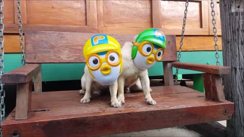 Pup Pug Masks