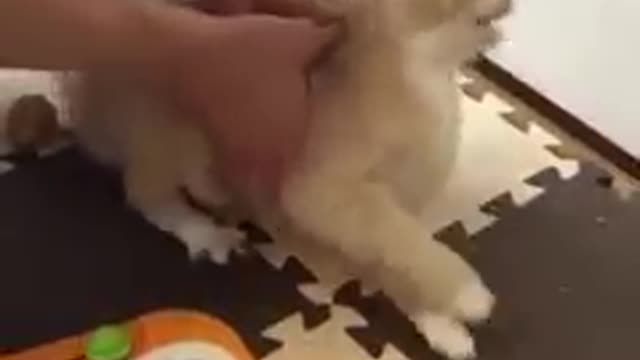 Watch how to keep a cat with epilepsy from getting hurt ☺️