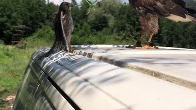 best videos on the internet