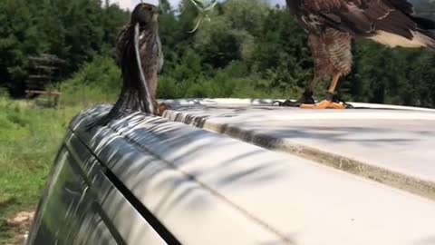 best videos on the internet