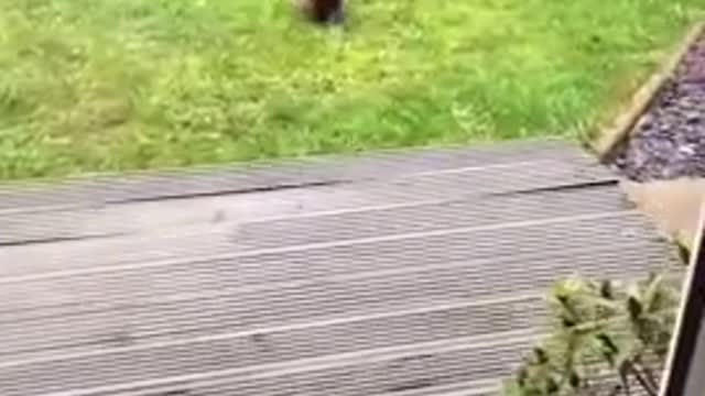 Unbelievable cutest and funniwst dog! Try not to laugh