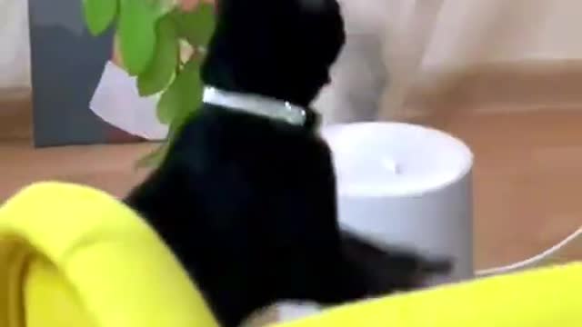 Best funny animal video in the world