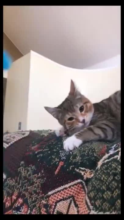 Funniest Cats 🐱 - Cats being Cats 😹 - funny cat video #2 #shorts