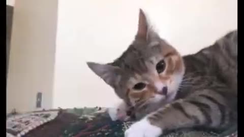 Funniest Cats 🐱 - Cats being Cats 😹 - funny cat video #2 #shorts