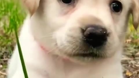 omg 😍😍 so cute funny Labrador puppies i love labrador