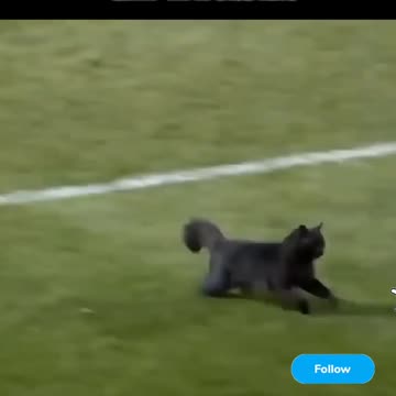 Fanny cat videos | Cat videos |