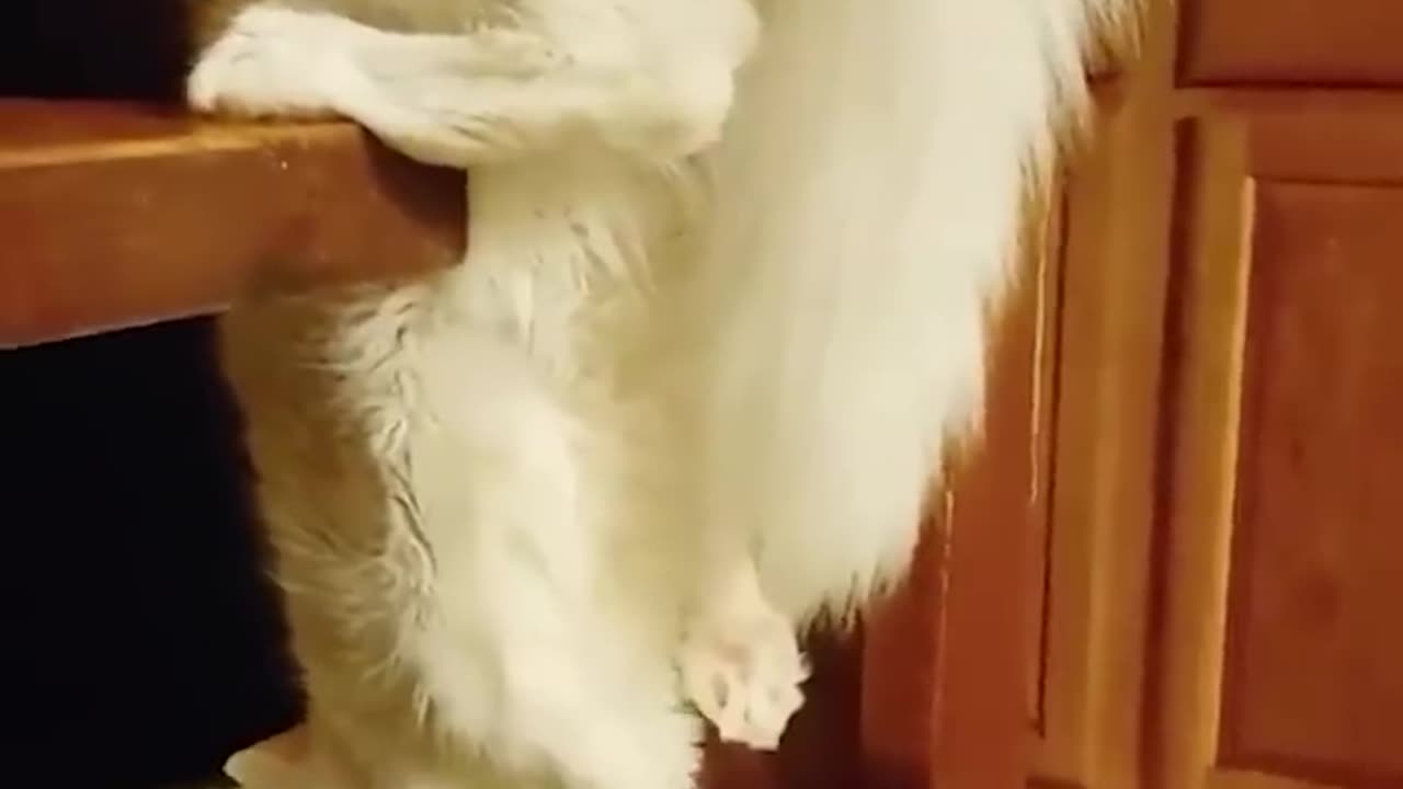 Funny animals - Funny cats and dogs - Funny animal videos 2023🤣