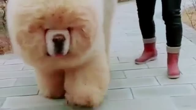 Big cute pet dog