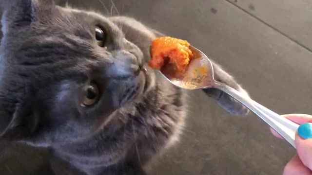 Squirrel Cat Eats Pumpkin