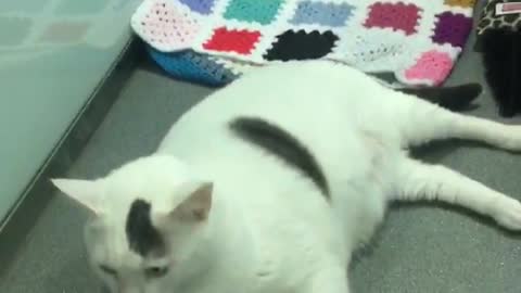 White fat overfed cat laying down