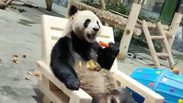 panda