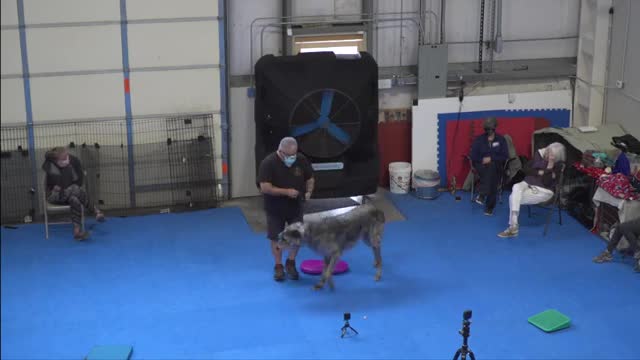 Train your dog in a fun way as they training in dog training academy