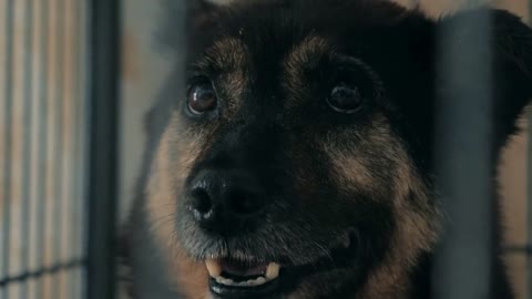 Portrait of sad dog in shelter behind fence waiting to be rescued and adopted to new home