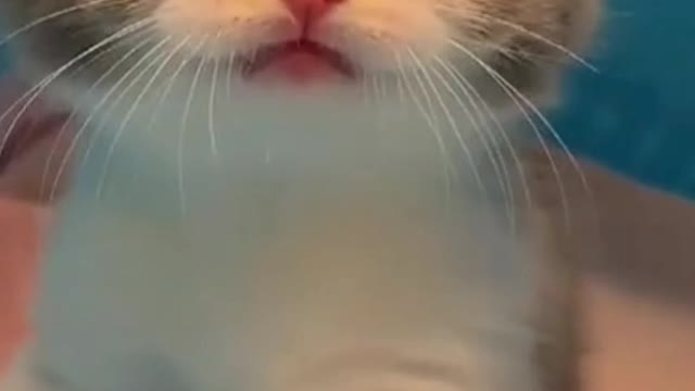 "Beautiful Kitten Meowing Loudly"