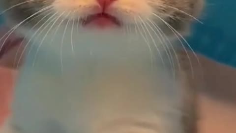 "Beautiful Kitten Meowing Loudly"