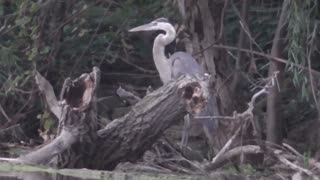 172 Toussaint Wildlife - Oak Harbor Ohio - Wonderous Great Blue Heron