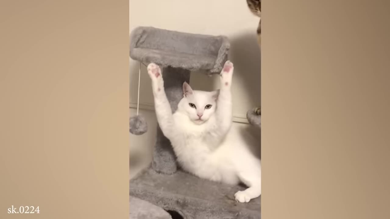 Funny cat videos