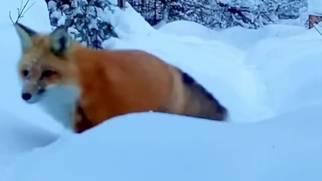 Trail cam. Wild fox