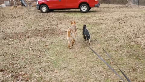 Bo Teaching Job The Leash