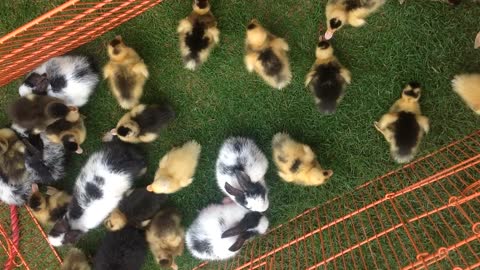 Baby duck and rabbit are on the same basket