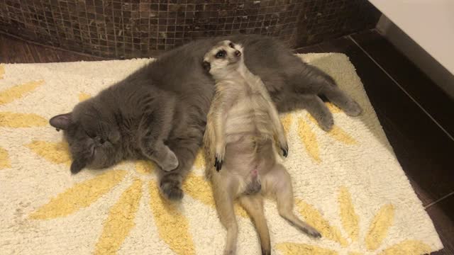 Meerkat Nap