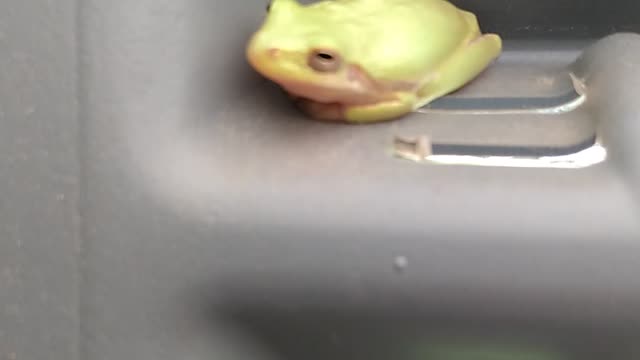 Frog chilling