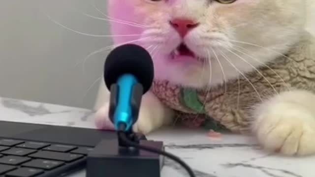 Cat singing song