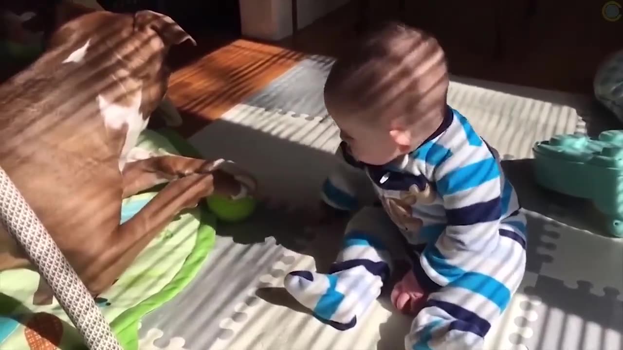 Funny dogs and catst