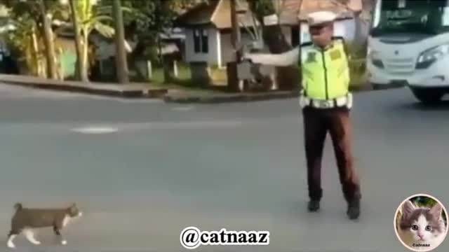 How many likes does this work have?