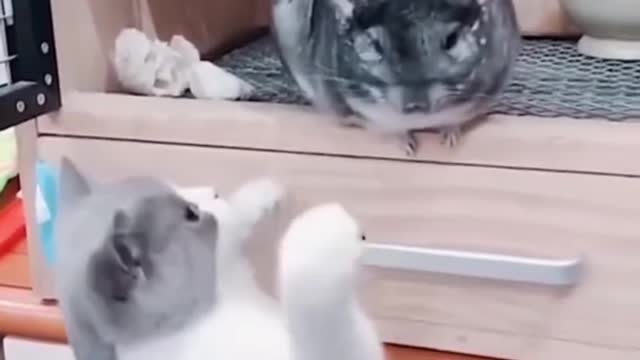 Cute Cats Fighting with Others Funny Video