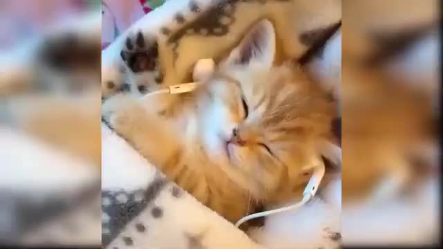 - Funny Cats Baby Cats Cute and Funny Cat Video