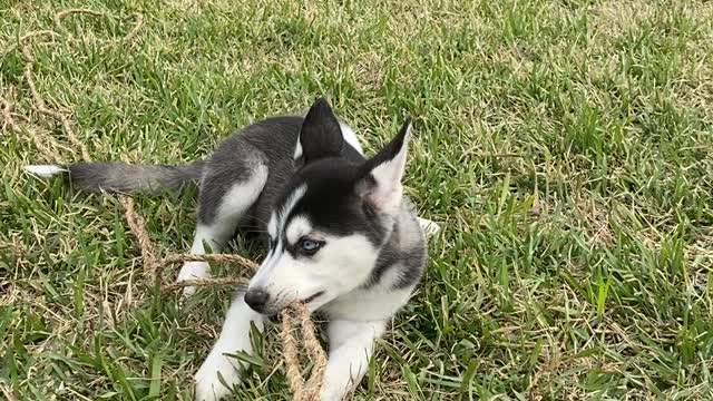 Qiqi (Chichi) still wont give up the rope