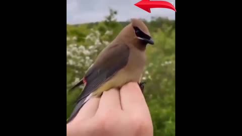 What an amazing bird!