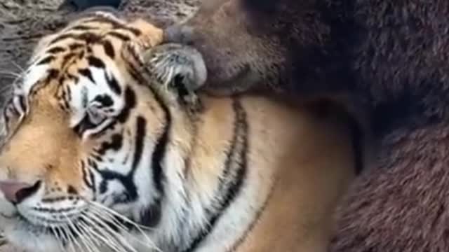 Tiger and bear 🐻 shorts The Animals world