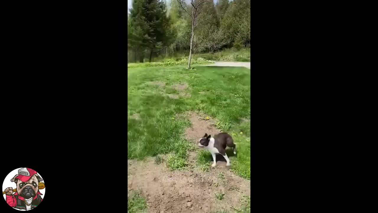 Totally Random Funny Dog Video