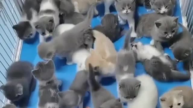 Funny videos status cats baby cute cats