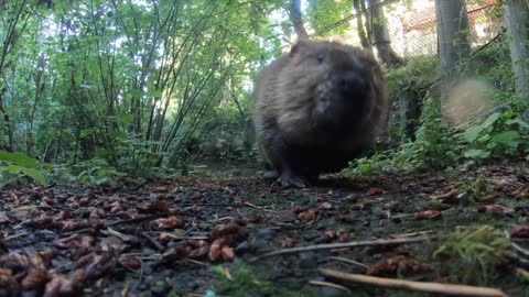 Beavers Brothers Collab On A Dam