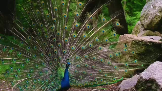 The peacock