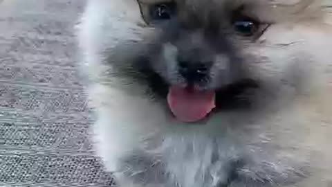 cute_#dog_short_video_'cute__puppy_shorts'_#short_